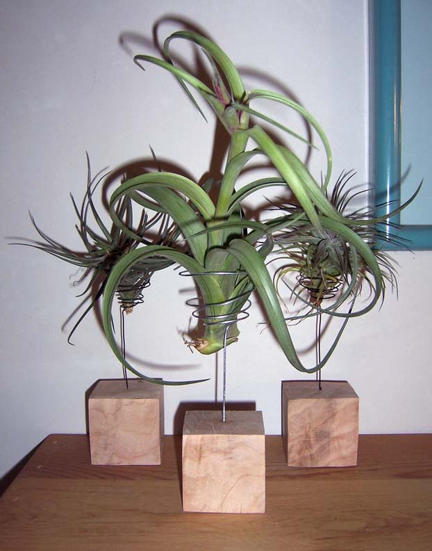 2windowplants.jpg