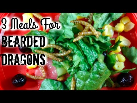 3 Super Easy Meals for Your Bearded Dragon