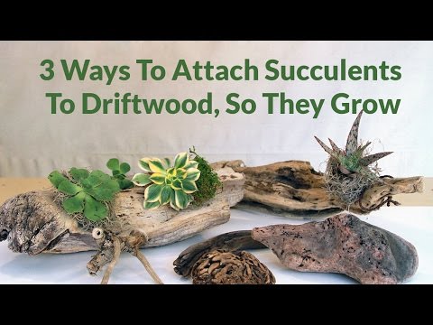 3 Ways To Attach Succulents To Driftwood, So They Can Grow