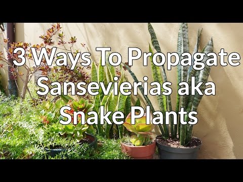 3 Ways To Propagate Sansevierias aka Snake Plants