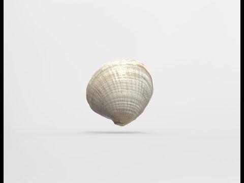 3D Models - Shells