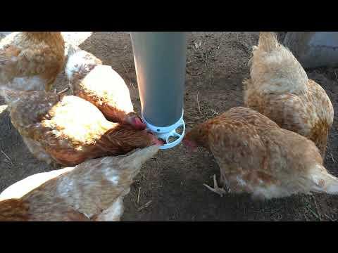 3d printed chicken feeder