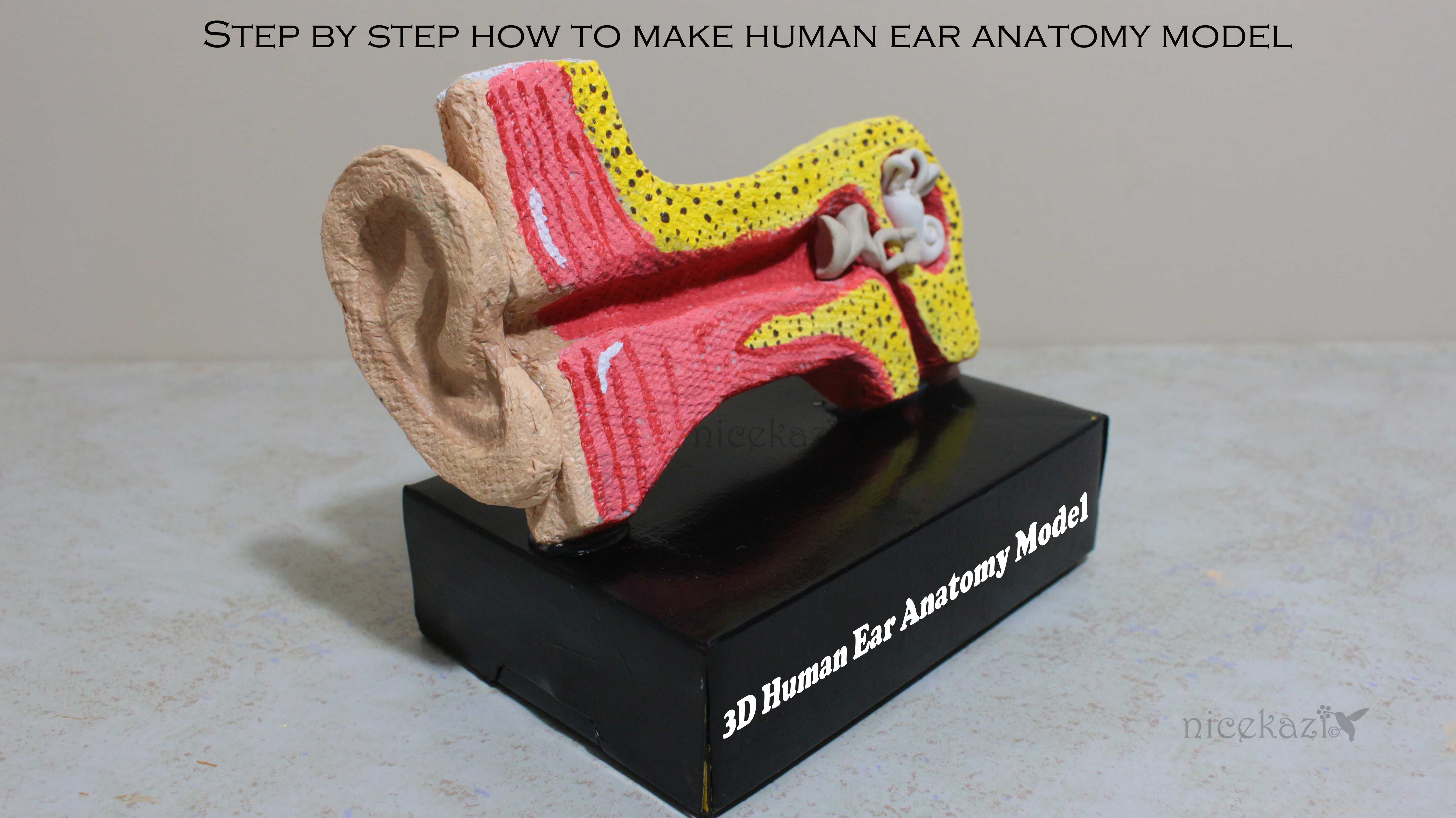 3d-ear-anatomy-model-side.jpg