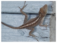 3legged_lizard_usvi.jpg