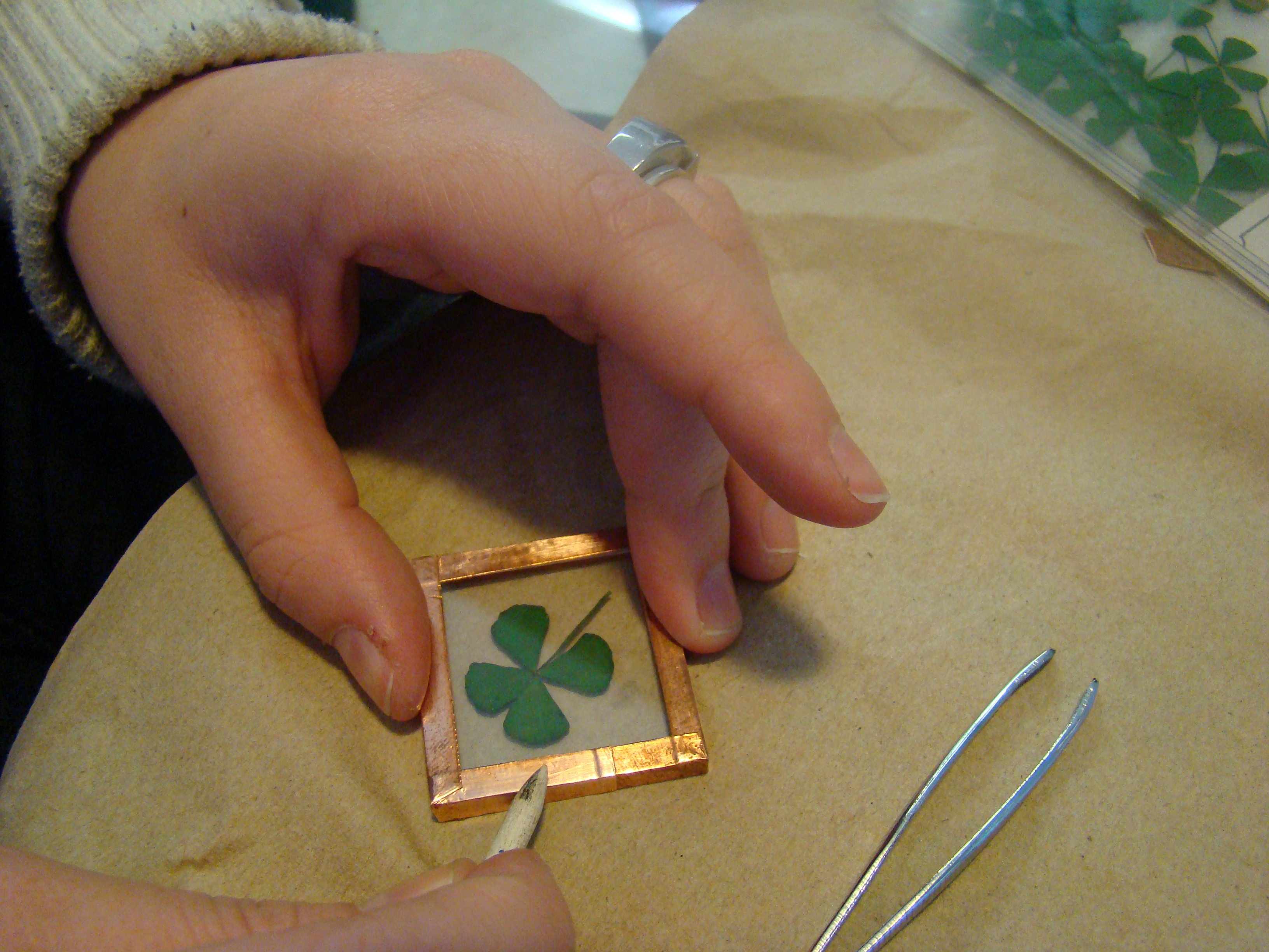 4 leaf clover 12.JPG