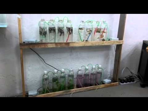 4 types of algae in our bioreactor