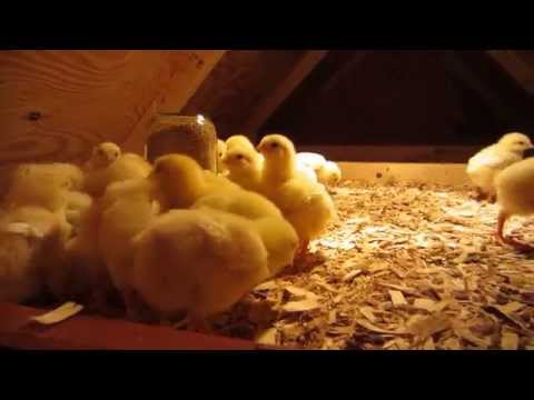 4-day old baby chicks in their new chicken coop