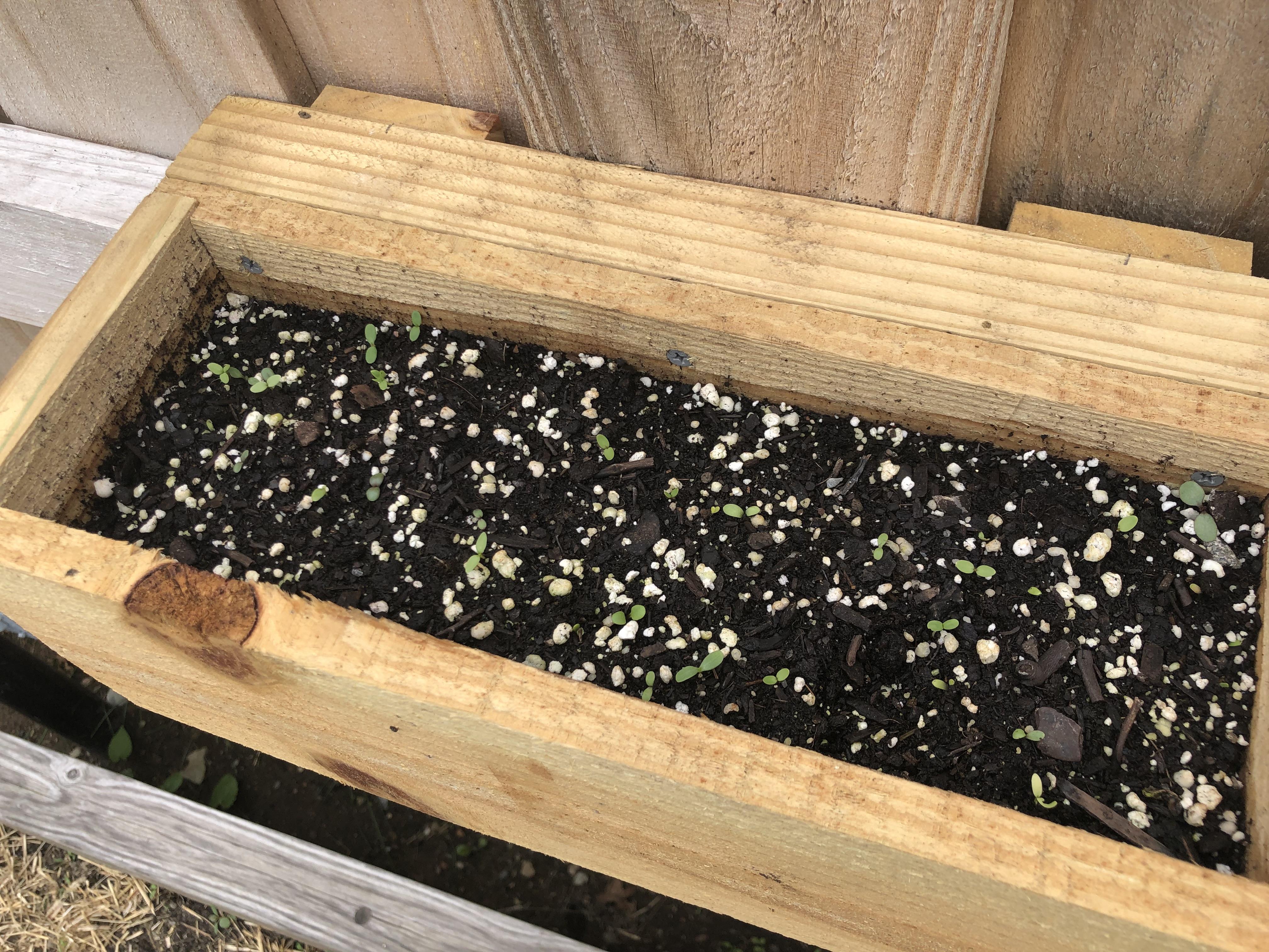 40 15 Weyham_Fence Flower Boxes_Sprouts.JPG