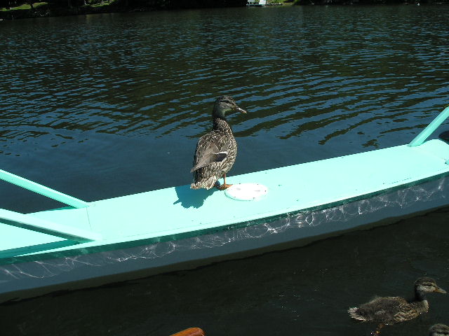 41 Short Dragon with duck, first sail (for both), Bantam Lake,  July 16, 08.jpg