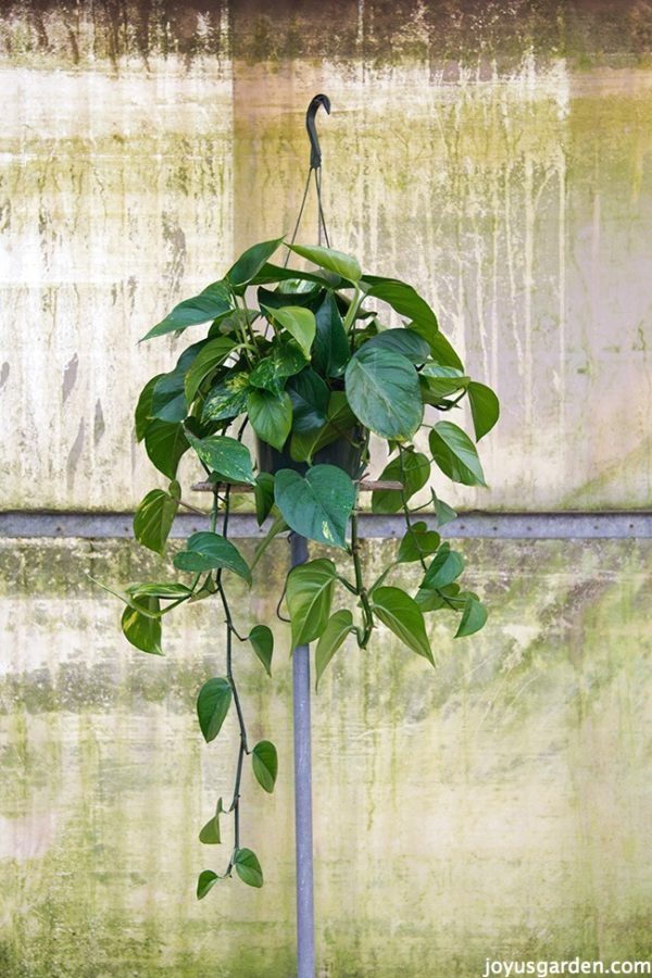 5-things-to-love-about-Pothos-e1500567701604.jpg