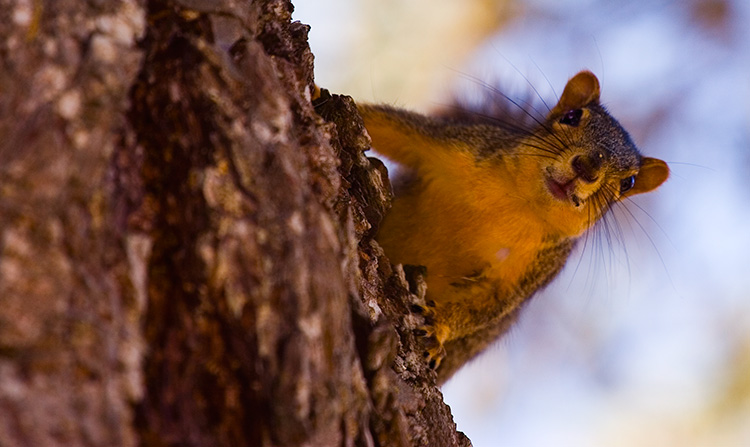 52159261__MG_9939_CR2Squirrel.jpg