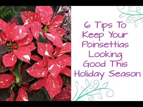 6 Tips To Keep Your Poinsettias Looking good This Holiday Season