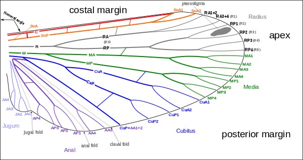 600px-Venation_of_insect_wing.jpg