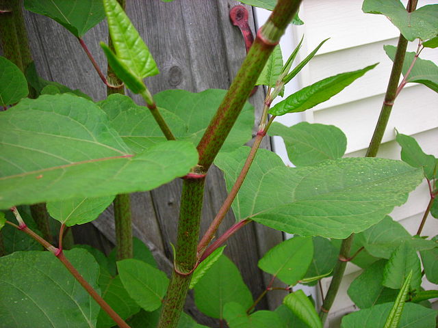 640px-Knotweed.jpg