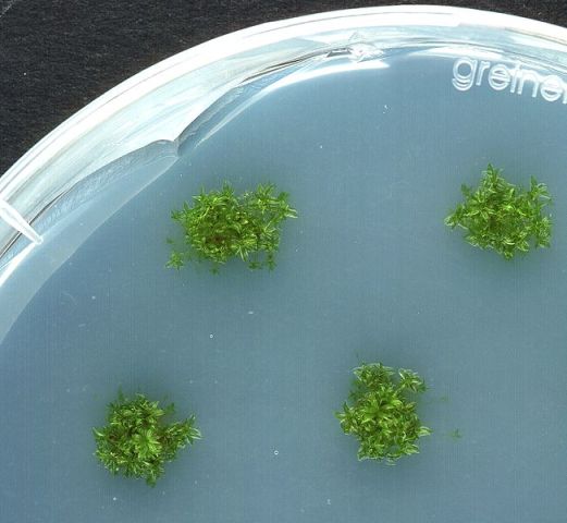 651px-Physcomitrella_growing_on_agar_plates.jpg