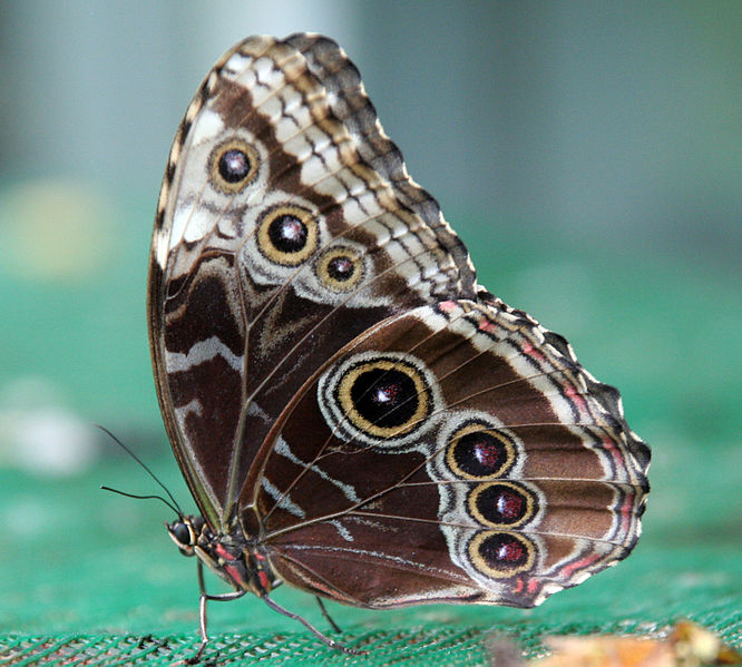 666px-Butterfly_Blue_Morpho_just_emerged_(2764936097).jpg