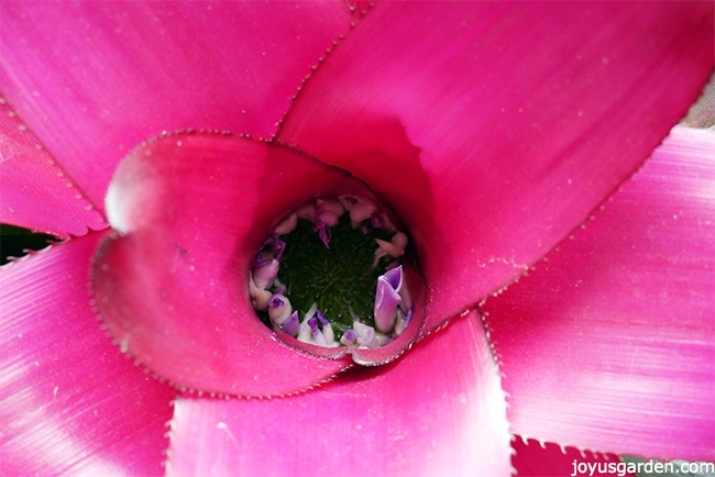 754-neoregelia-plant-care-tips-flowers_new.jpg