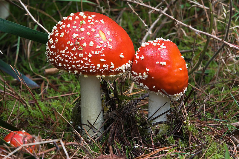 800px-Amanita_muscaria_Marriott_Falls_1.jpg