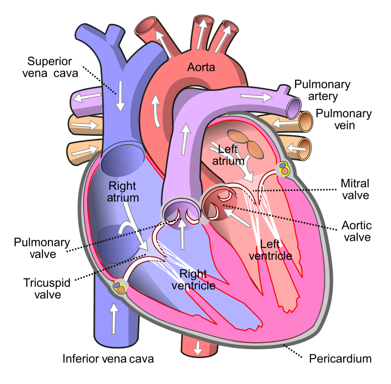 800px-Diagram_of_the_human_heart_(cropped).svg.png