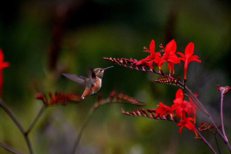 800px-Humming_flowers.jpg