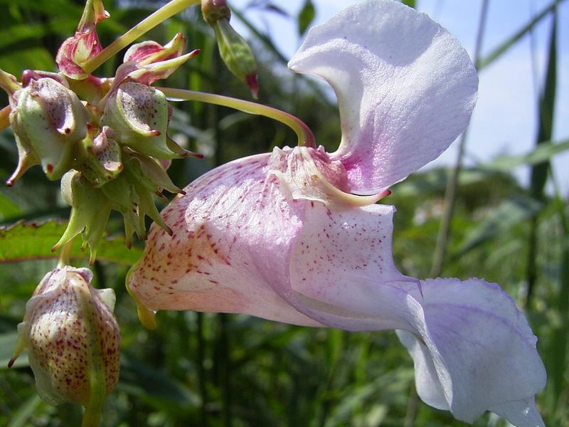 800px-ImpatiensGlandulifera-flower-sm.jpg