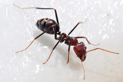 800px-Meat_eater_ant_feeding_on_honey02.jpg