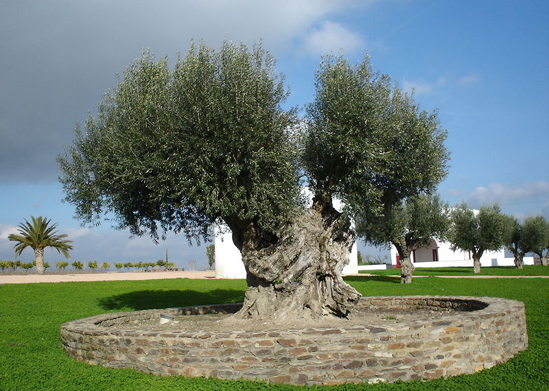 800px-Olive_tree_005.jpg