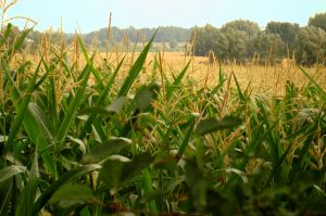 868078_corn_field.jpg