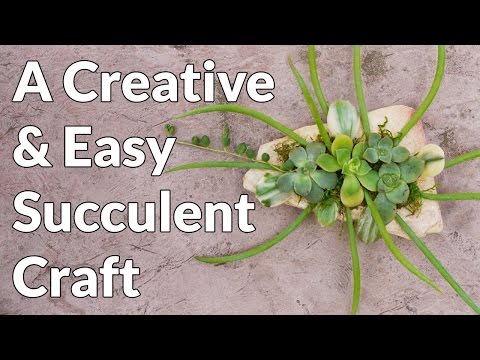 A Creative Succulent Craft You Can Make In Minutes