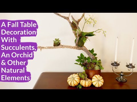 A Fall Table Decoration Using A Cholla Branch, An Orchid, Succcelents and Elements From Nature