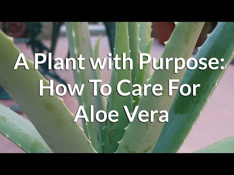 A Plant with Purpose: How To Care For Aloe Vera