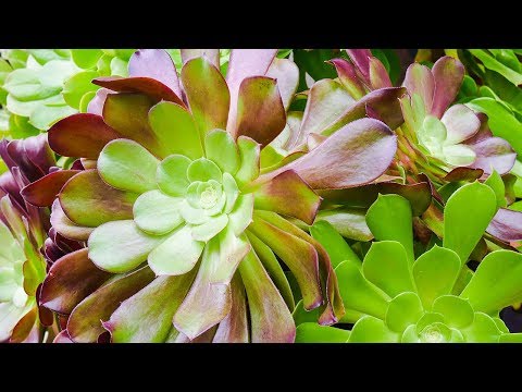 AEONIUM ARBOREUM CARE MADE SIMPLE