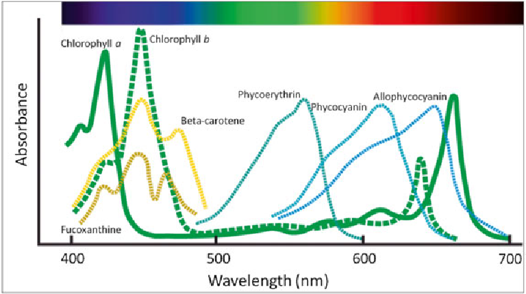 Absorbance Spectrum.png