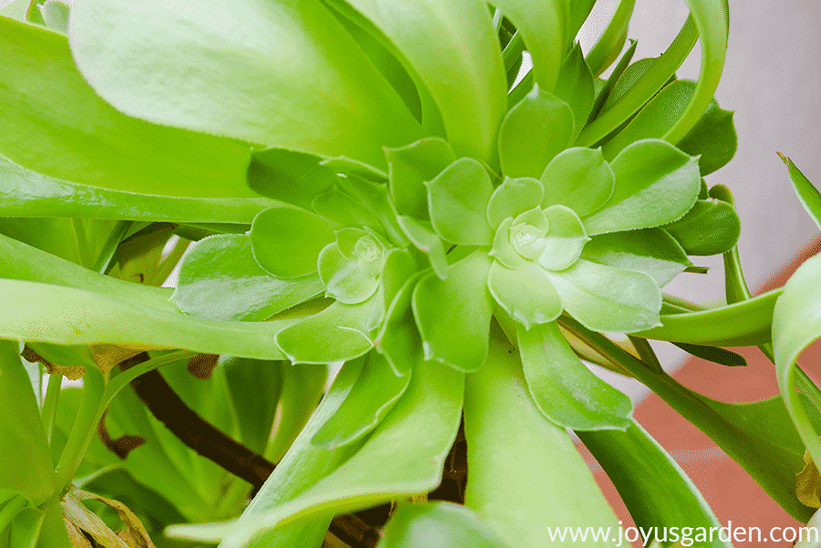 Aeonium-arboreum-baby-rosettes.png