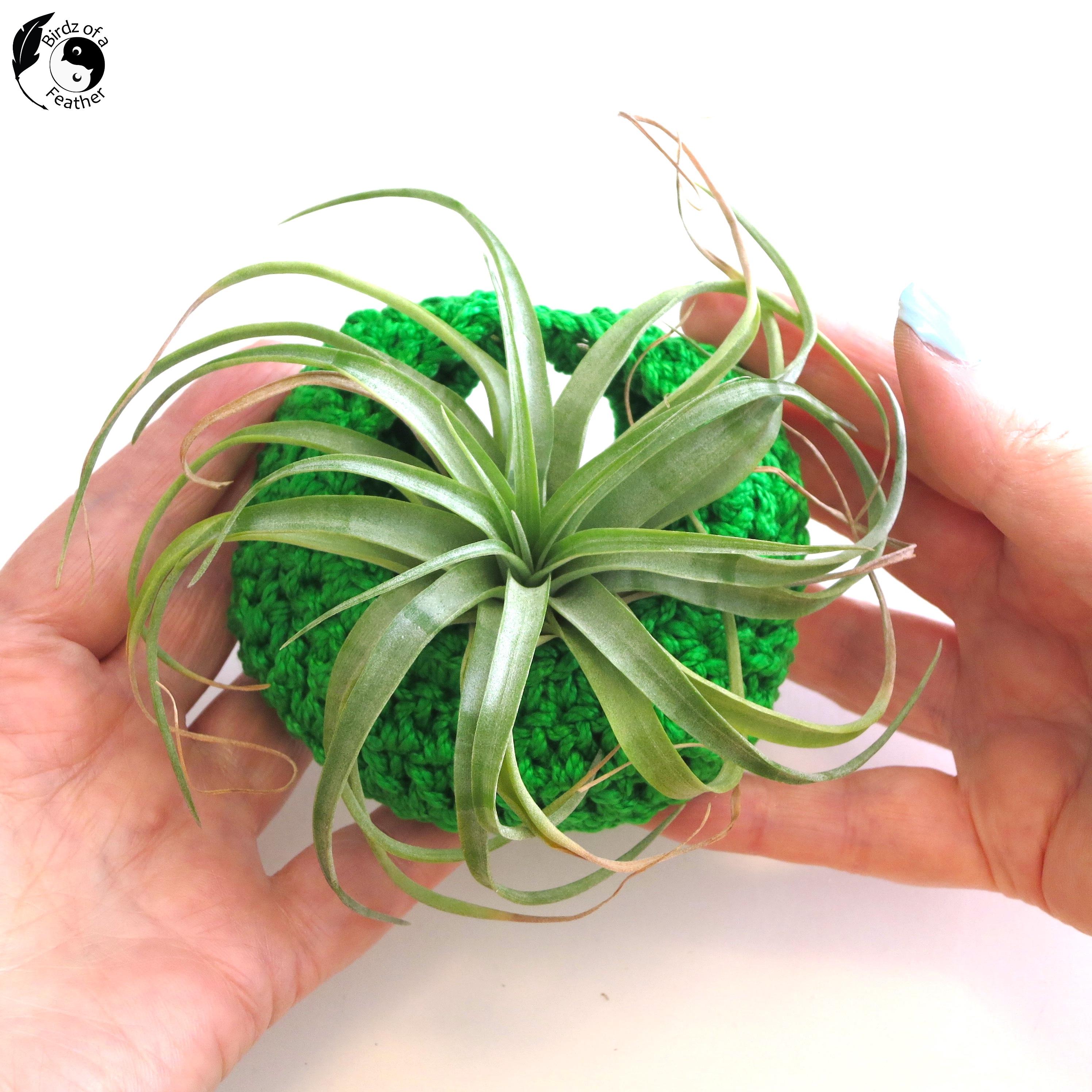 Air Plant Pods_0274.JPG