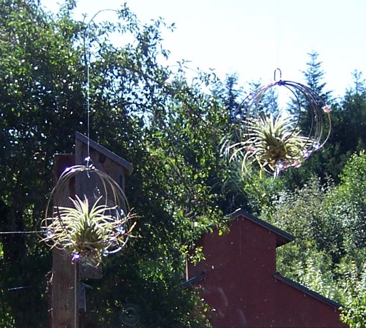 Airplants.jpg