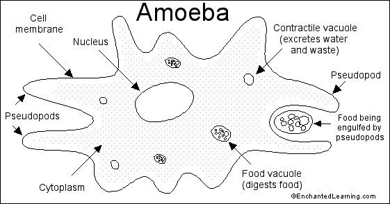 Amoeba.BMP