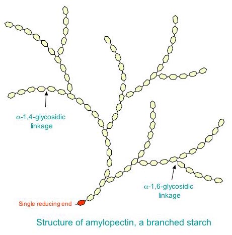 Amylopectin.jpg