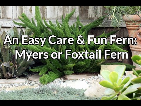 An Easy Care &amp;amp; Fun Fern: Myers or Foxtail Fern