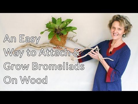 An Easy Way to Attach &amp;amp; Grow Bromeliads On Wood (driftwood, a branch, a log, etc)