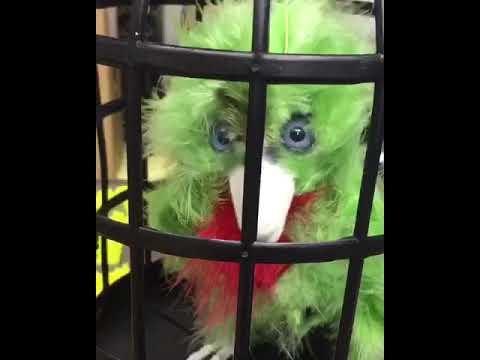 Animatronic Bird Creature