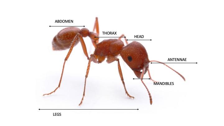 Ant.jpg