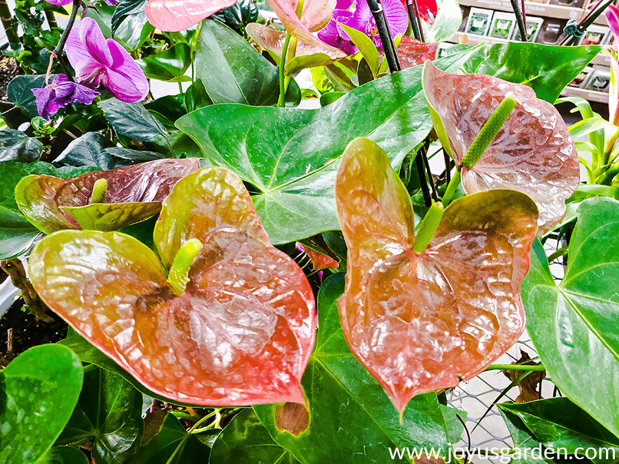 Anthurium-Care-Growing-Tips-1.png