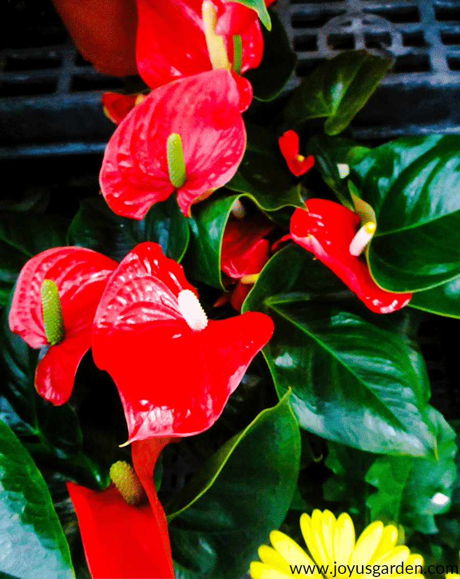 Anthurium-Care-Growing-Tips-4.png