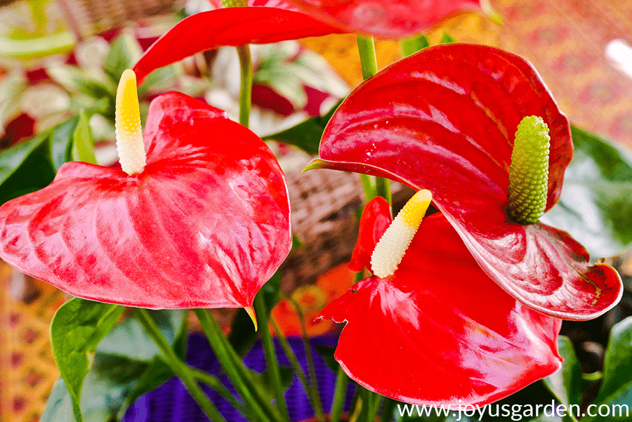 Anthurium-Care-Growing-Tips-5.png