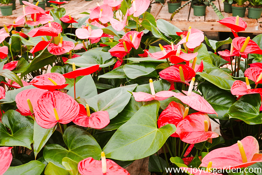 Anthurium-Care-Growing-Tips.png