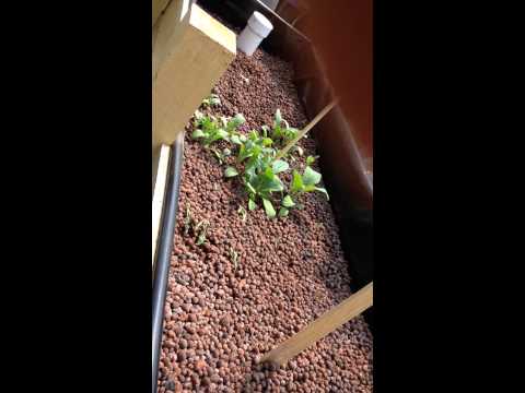 Aquaponics system at Healcrest Urban Farm