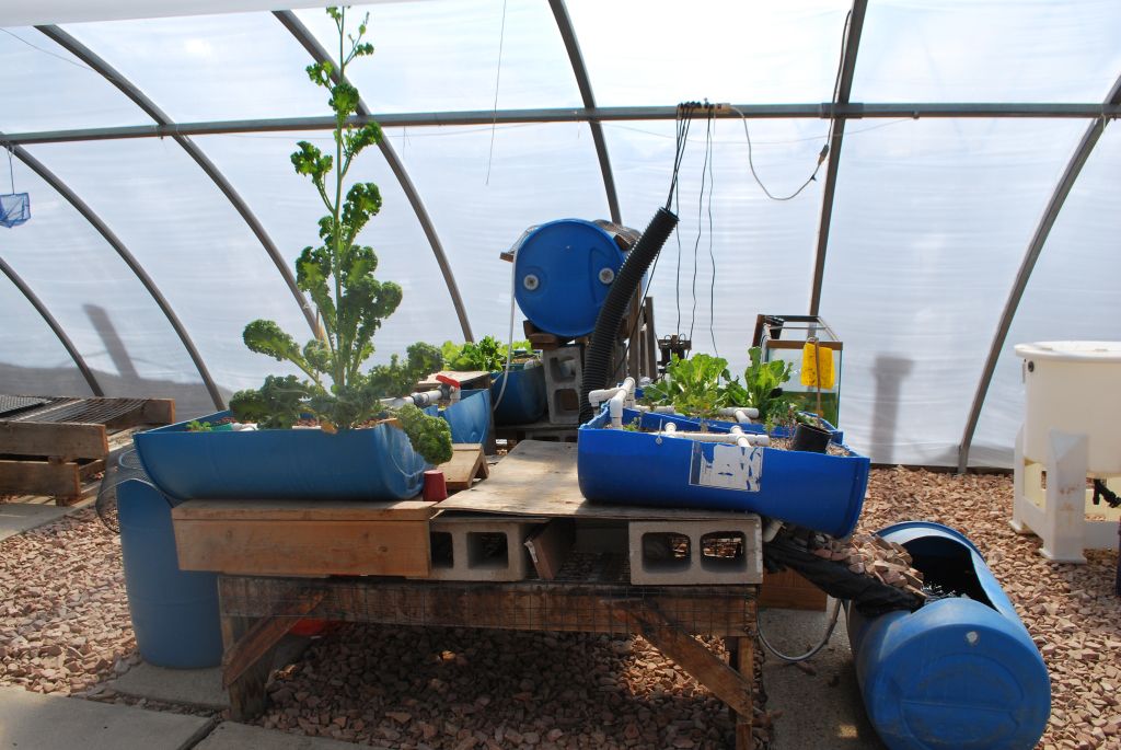 Aquaponics-13.jpg