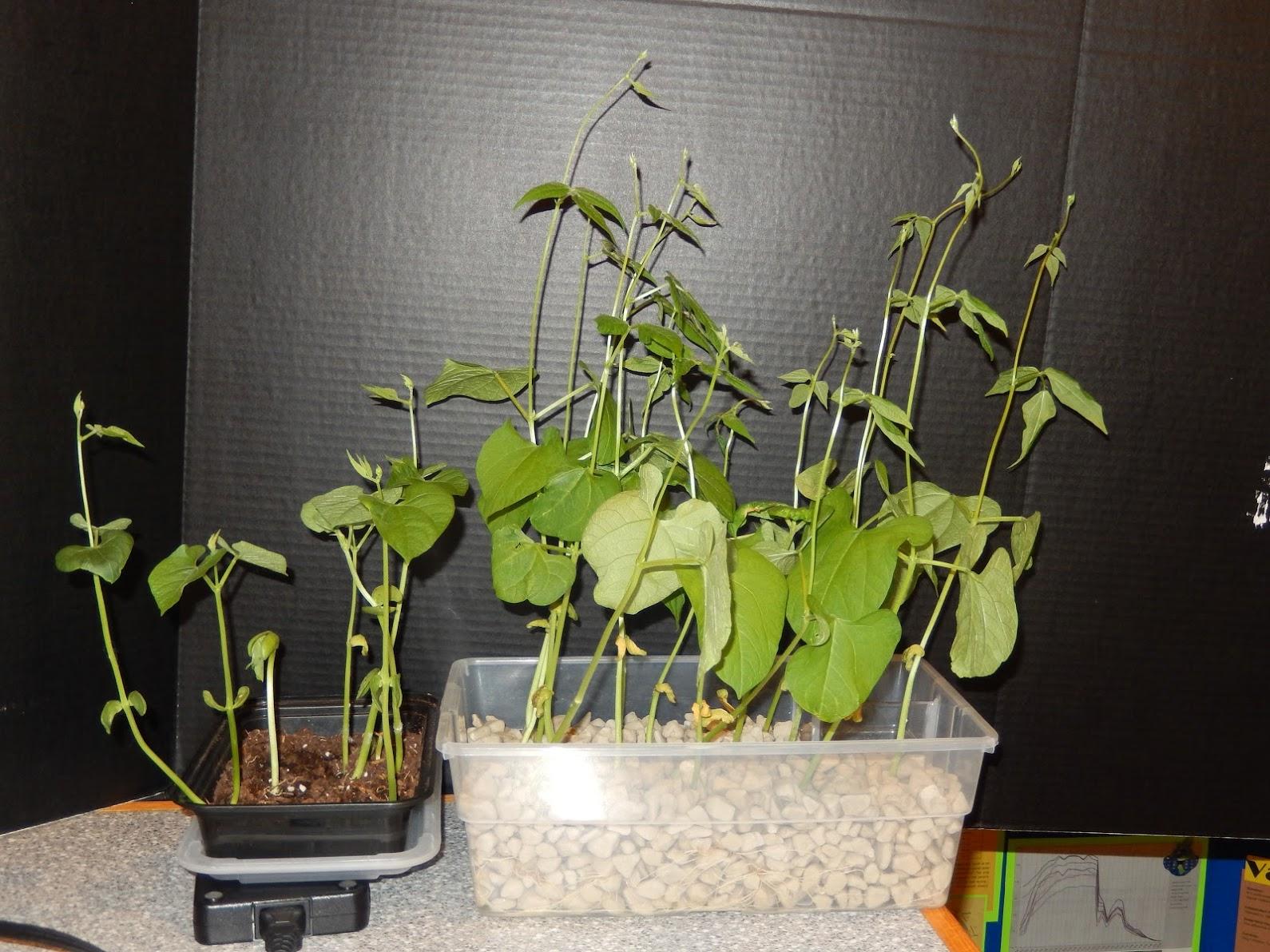 Aquaponics2.JPG