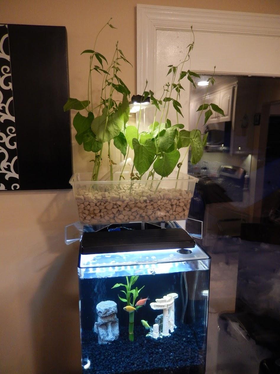 Aquaponics3.JPG